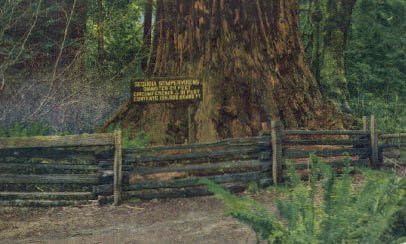 Redwoods Állami Parkban, A Kaliforniai Képeslap
